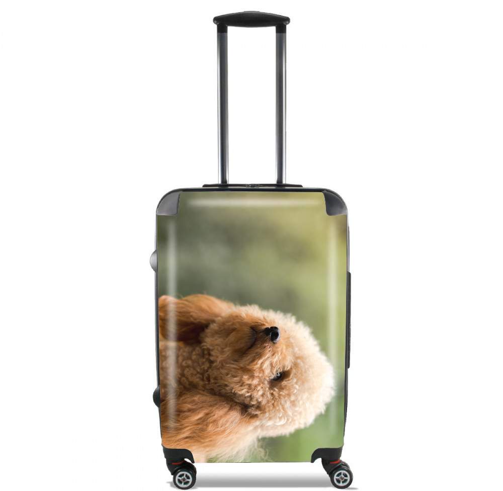 Valise trolley bagage XL pour Caniche dans le jardon